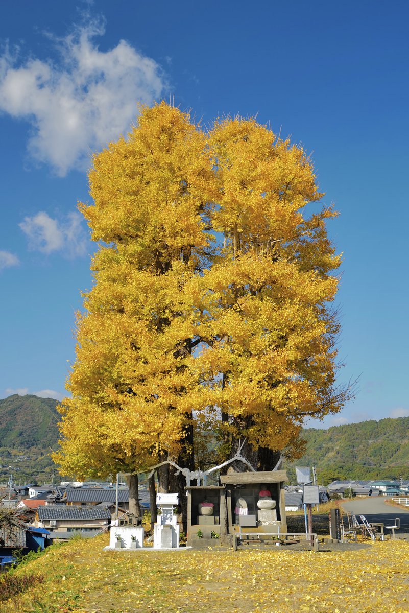 Kameizumi_Sake's tweet photo. 土佐市。
これが　　　　　　　こう https://t.co/IMiYrZDdDi