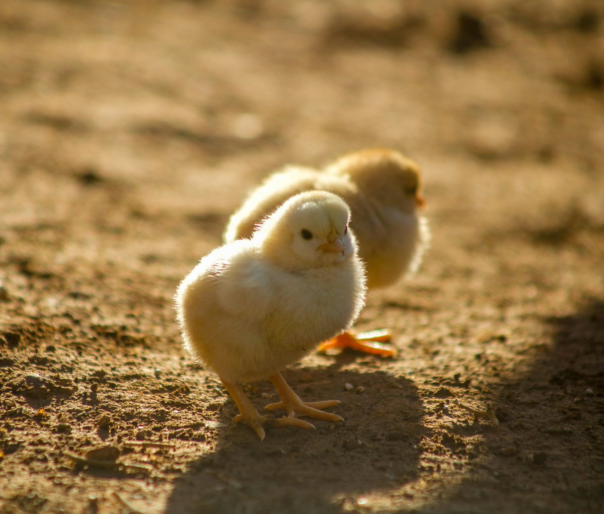 40birdss's tweet photo. Good morning poultry farmers.
Before feeding today, look at your birds.
Active movement, clear eyes, and normal droppings mean they are healthy.
Early observation prevents loss and saves profit.

Follow 40birds for daily poultry guidance. https://t.co/E7kHBr1lJ4