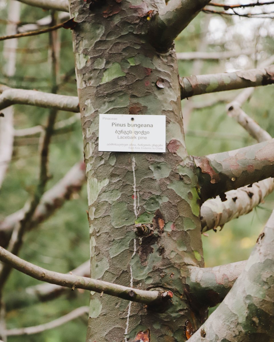 National Botanical Garden of Georgia tweet media