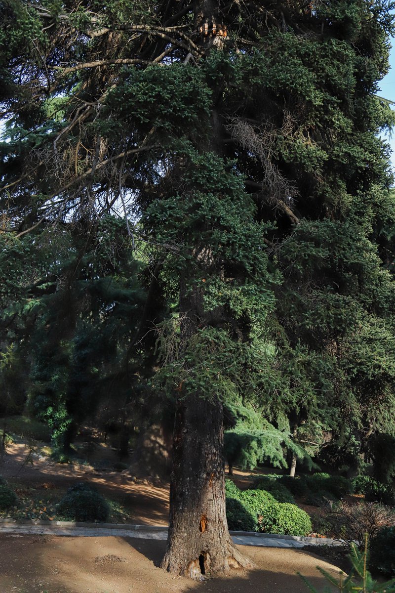 National Botanical Garden of Georgia tweet media