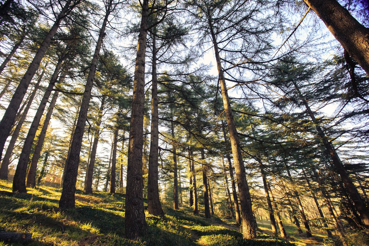 National Botanical Garden of Georgia tweet media