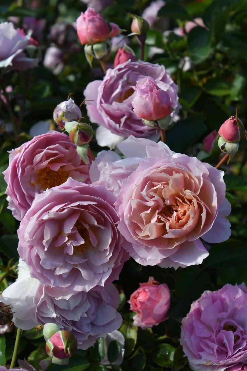 バラの家 公式本店 Rosa Orientis (@rosa_orientis) / Posts / X