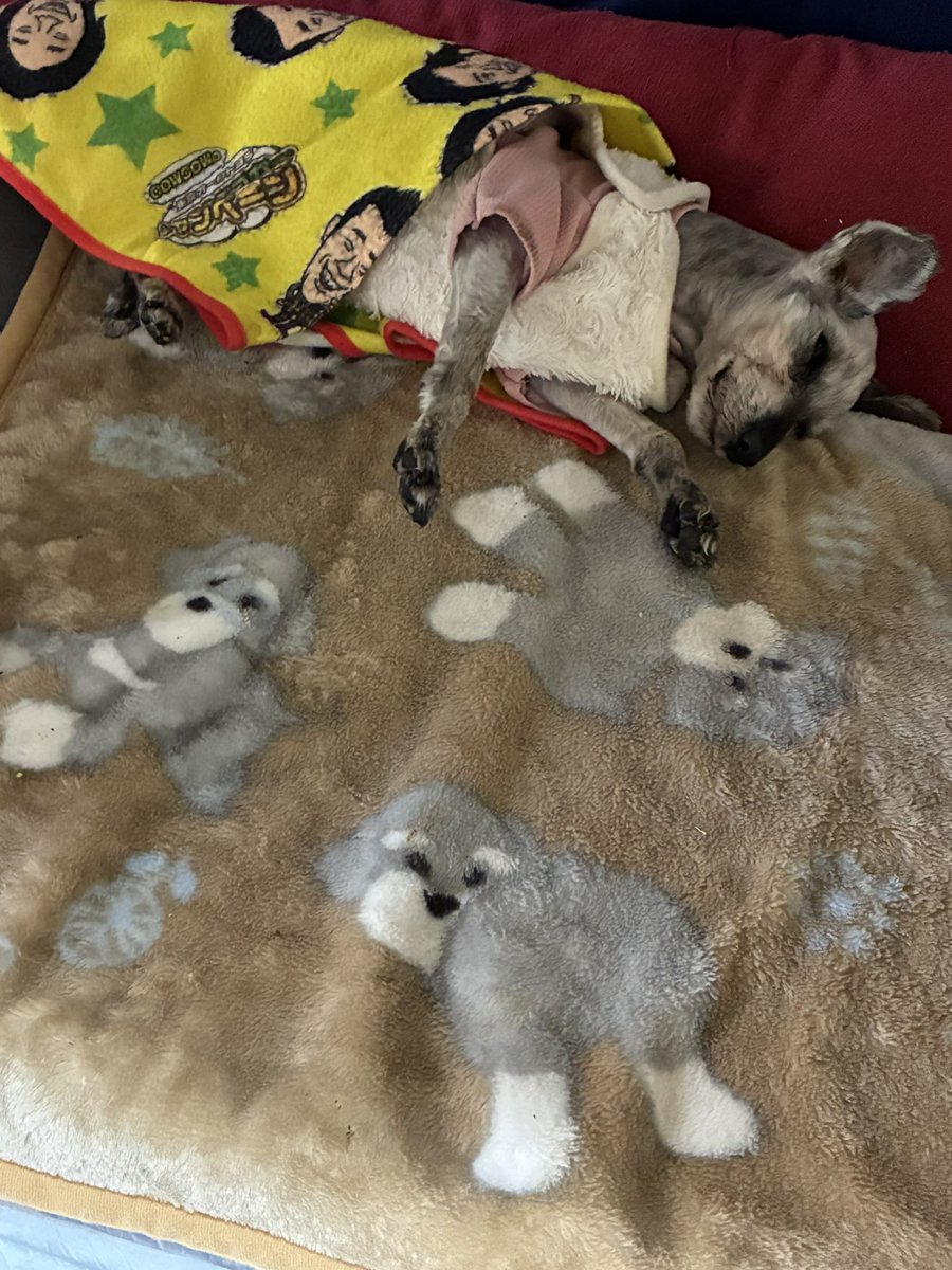 うーさん、ベッドとクッションの間に挟まり前脚が浮いてたので起こそうかと思ったらスースー寝たのでどうしようか迷っていたら、やっぱり起き上がれなくて脚をバタバタ💦　
家にいる時で良かった、これから本当にこういう事が心配、ベッドの周りも考えないと！！