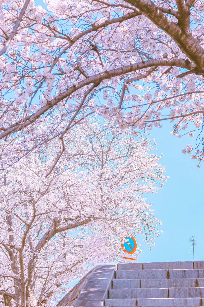 Sorani___Ao's tweet image. ただ、花咲く春が恋しい。