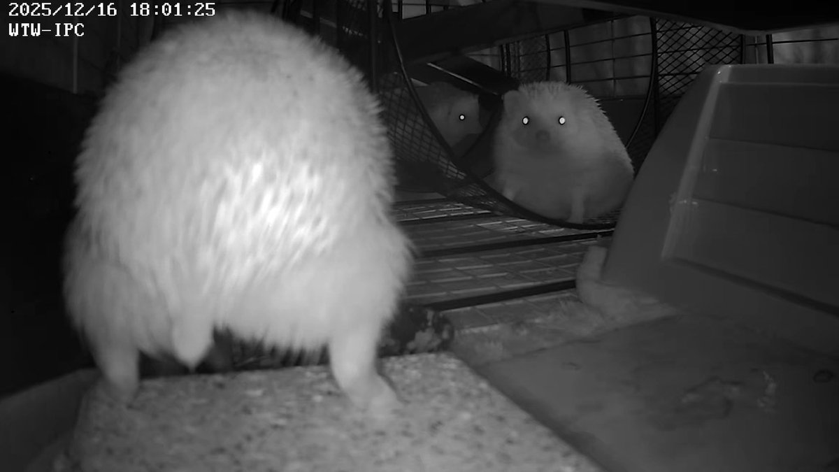 帰宅🏠
みんな出てる🦔🦔🦔