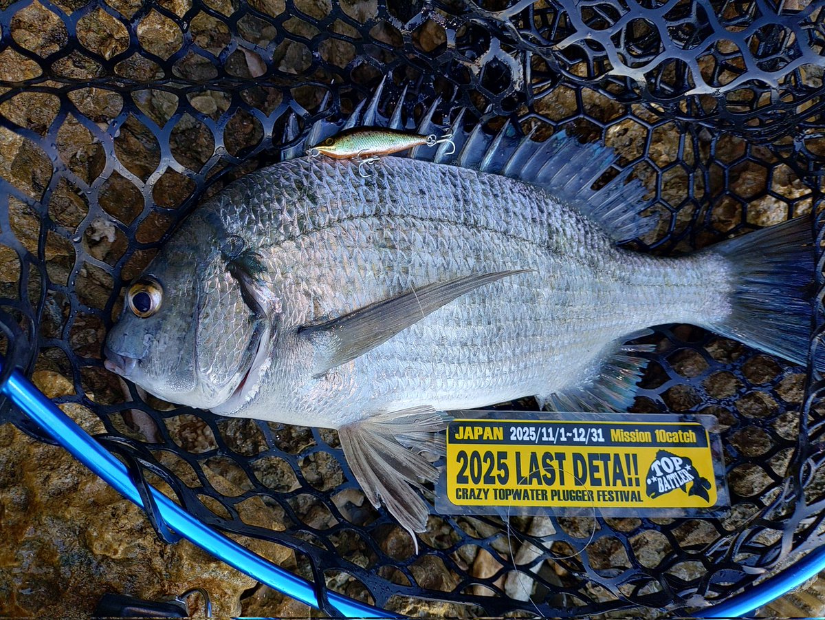 夕活😃 34匹め😁 ＃2025LASTDETA ミナミクロダイ 沖縄県 Clayz B Diving45