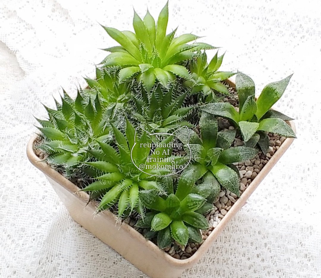 3年前に蒔いた、ハオルチアの品種ミックス種の実生苗の一部。 秋の植え