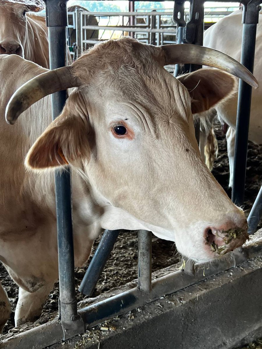 Benoit Simian tweet media