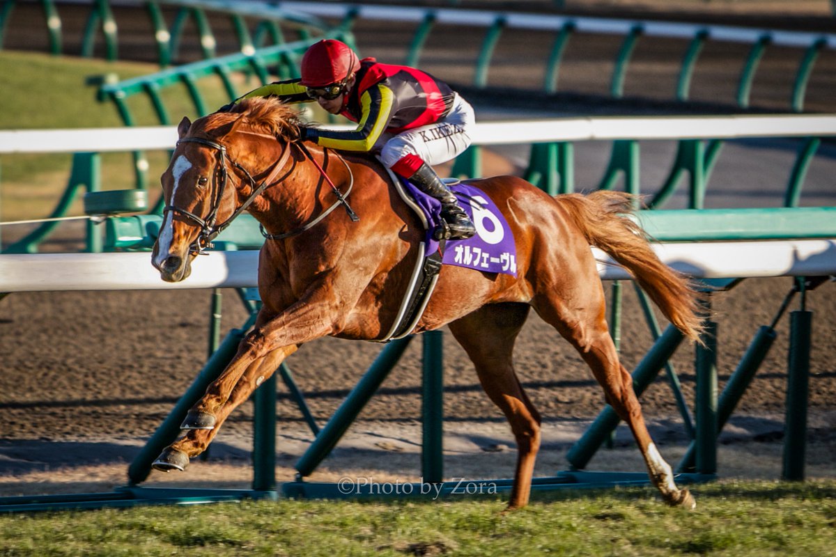 自分が初めて生で観戦した有馬記念がオルフェーヴルの引退レースでした