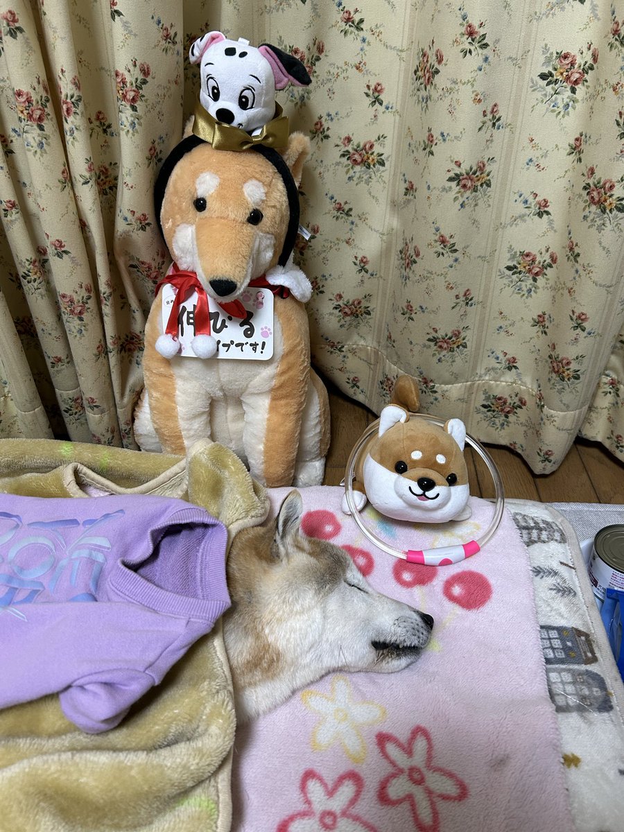 Okd0125's tweet photo. 2025年12月16日ベル🐕
安らかに天国に旅立ちました😭
今までありがとう🐕🥺 https://t.co/nf51lIBSk7