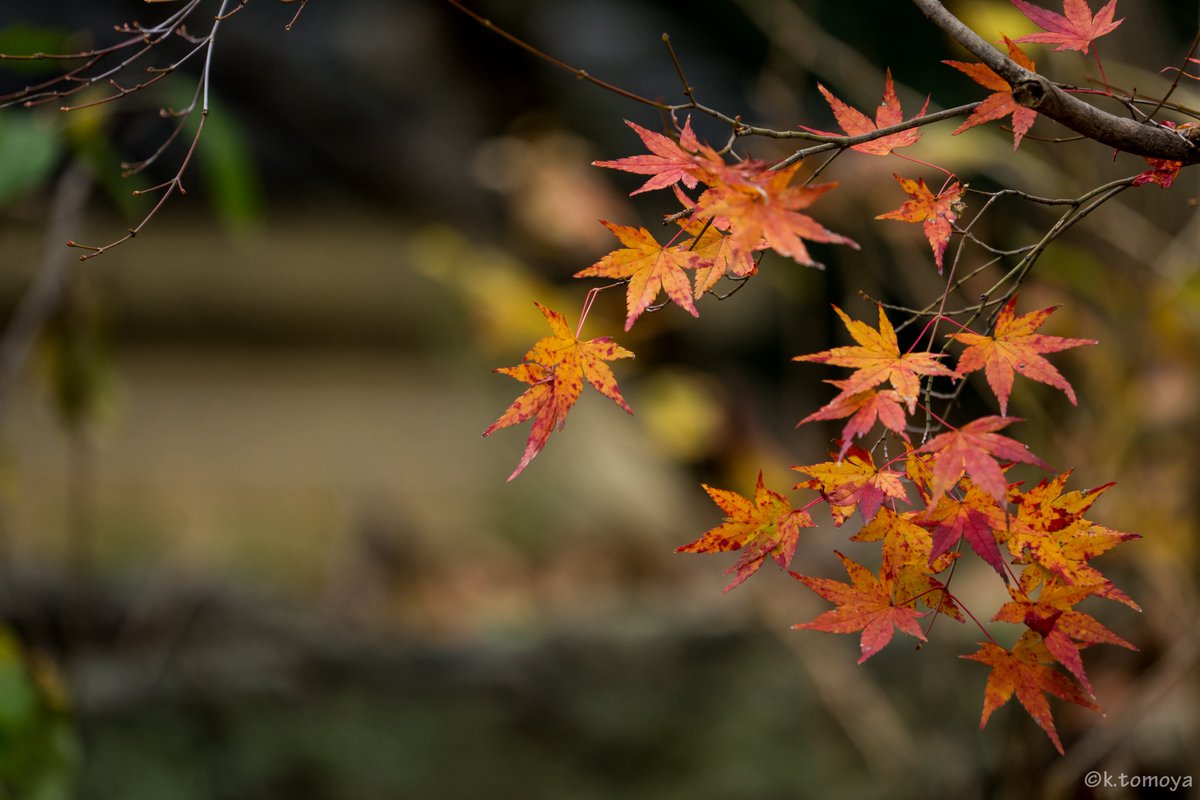 konini6533's tweet photo. 紅葉
火曜日お疲れ様でした!
このまだらな模様になるのってなんか原因があるんかな?寒暖差で色づいて行くんよね?確か...
急激な気温差とか??
#写真好きな人と繋がりたい
#写真撮ってる人と繋がりたい
#京都
#紅葉
#紅葉狩り
#α7ii
#sonya7ii
#sel70300g
#過去写真 https://t.co/klqexNiaCc