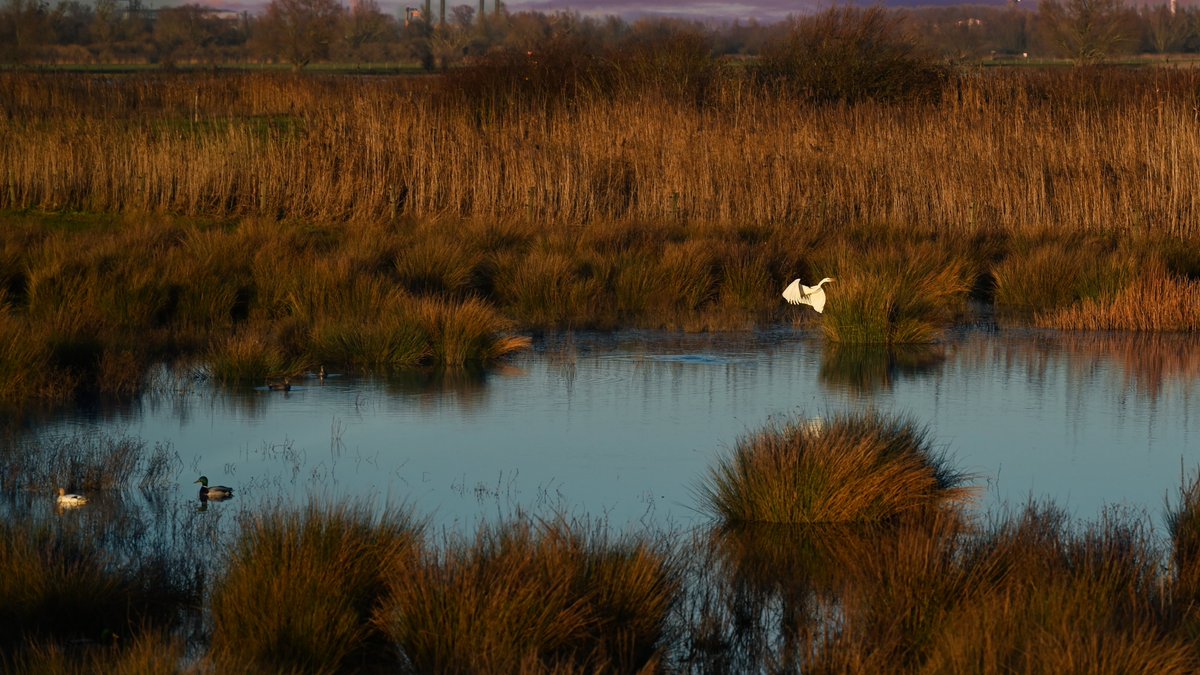 Z6Focus's tweet image. Witte reiger 'op de vlucht'...
Een fijne dag allen!
#biesbosch picfee.com/nl/fotograaf/Z…