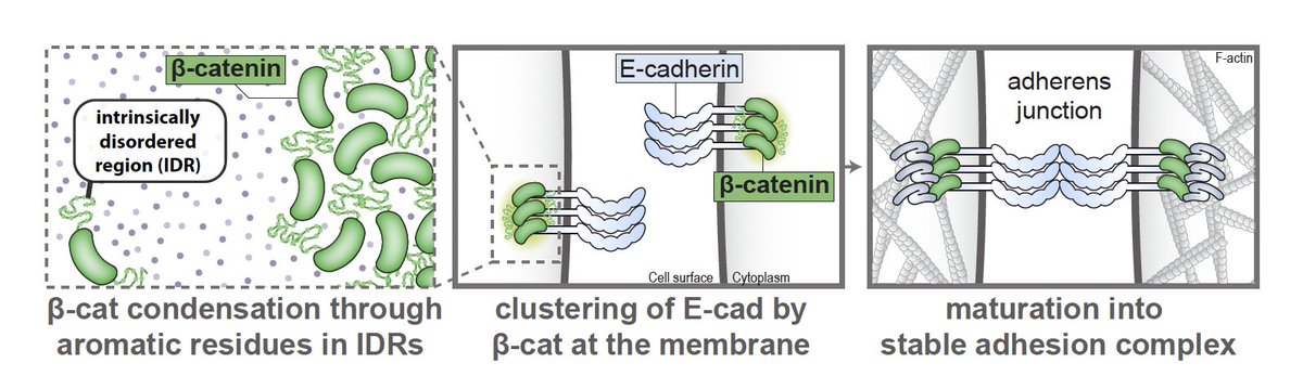 GloerichLab tweet media