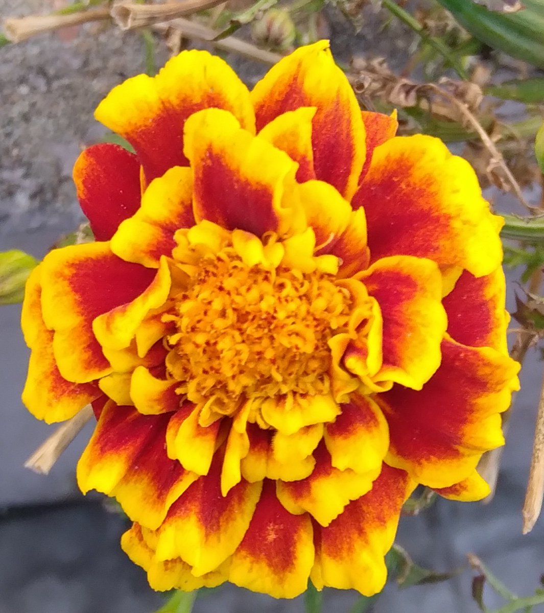 Lopezlaila1's tweet photo. #Día350 #Tagetes #Clavel chino #Clavel turco https://t.co/8WzL2oSYpG