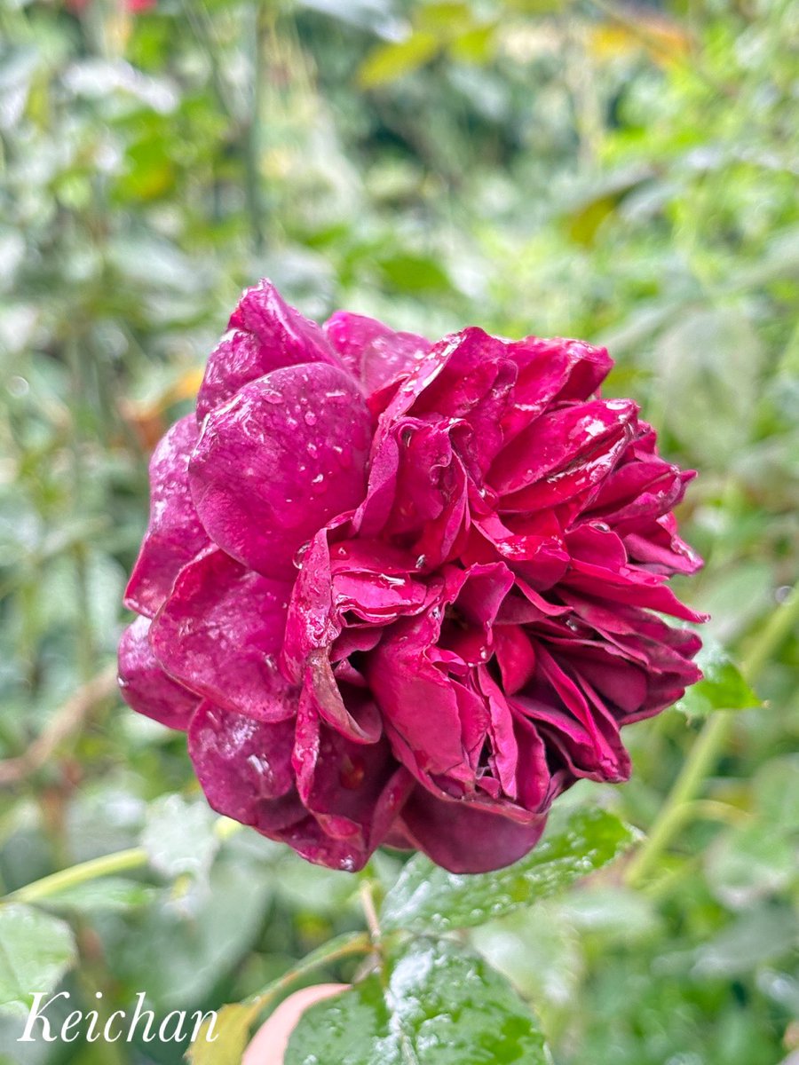 けいちゃん (@k1222_keichan) / Posts / X