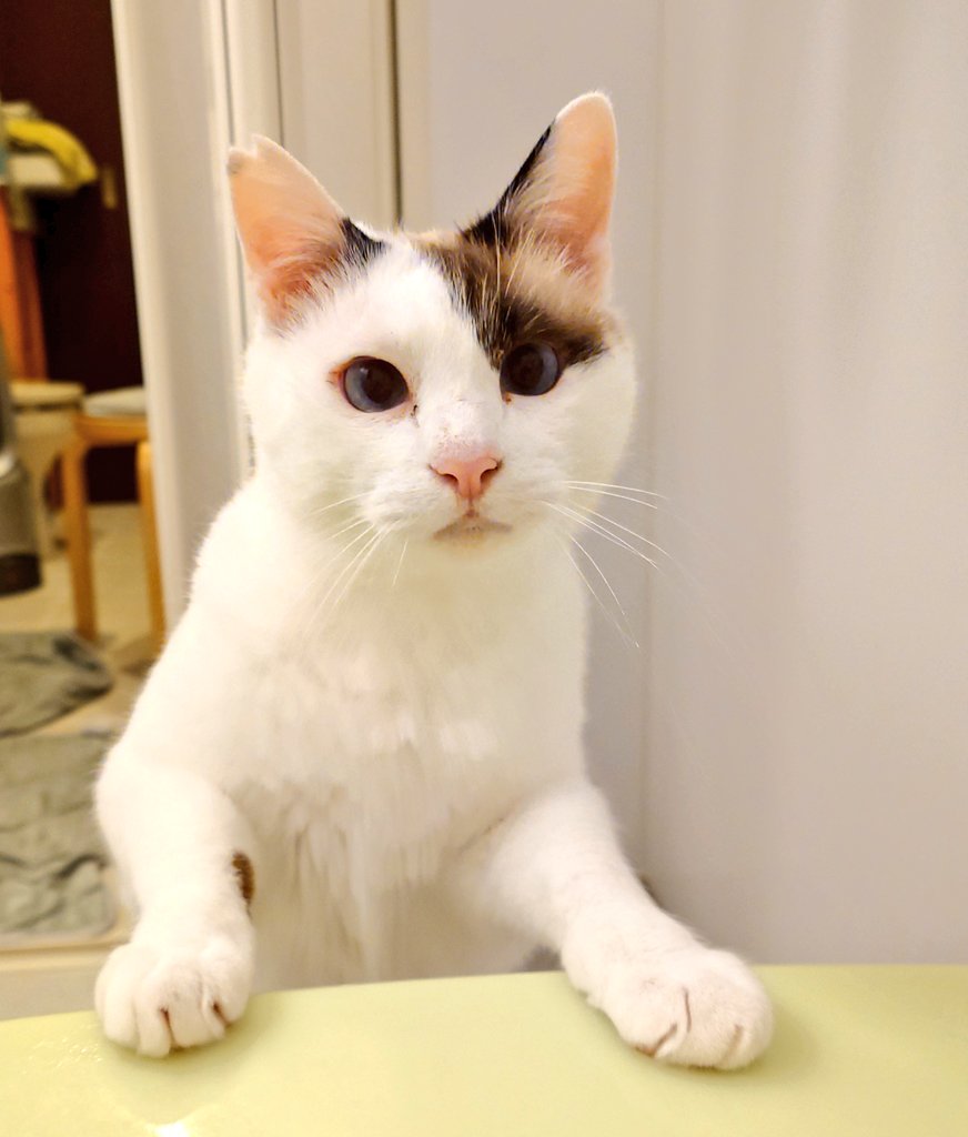 みふみこ🥞N機関マグ販売中☕💛 (@pisbani323) / Posts / X