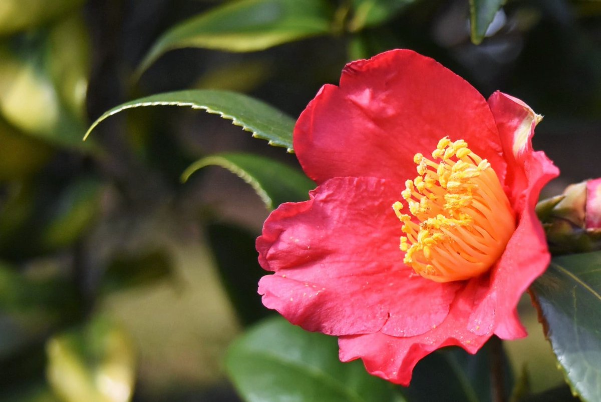 🍎とか🍓みたいな色合いだと思っていたら雪椿なのね #albirex