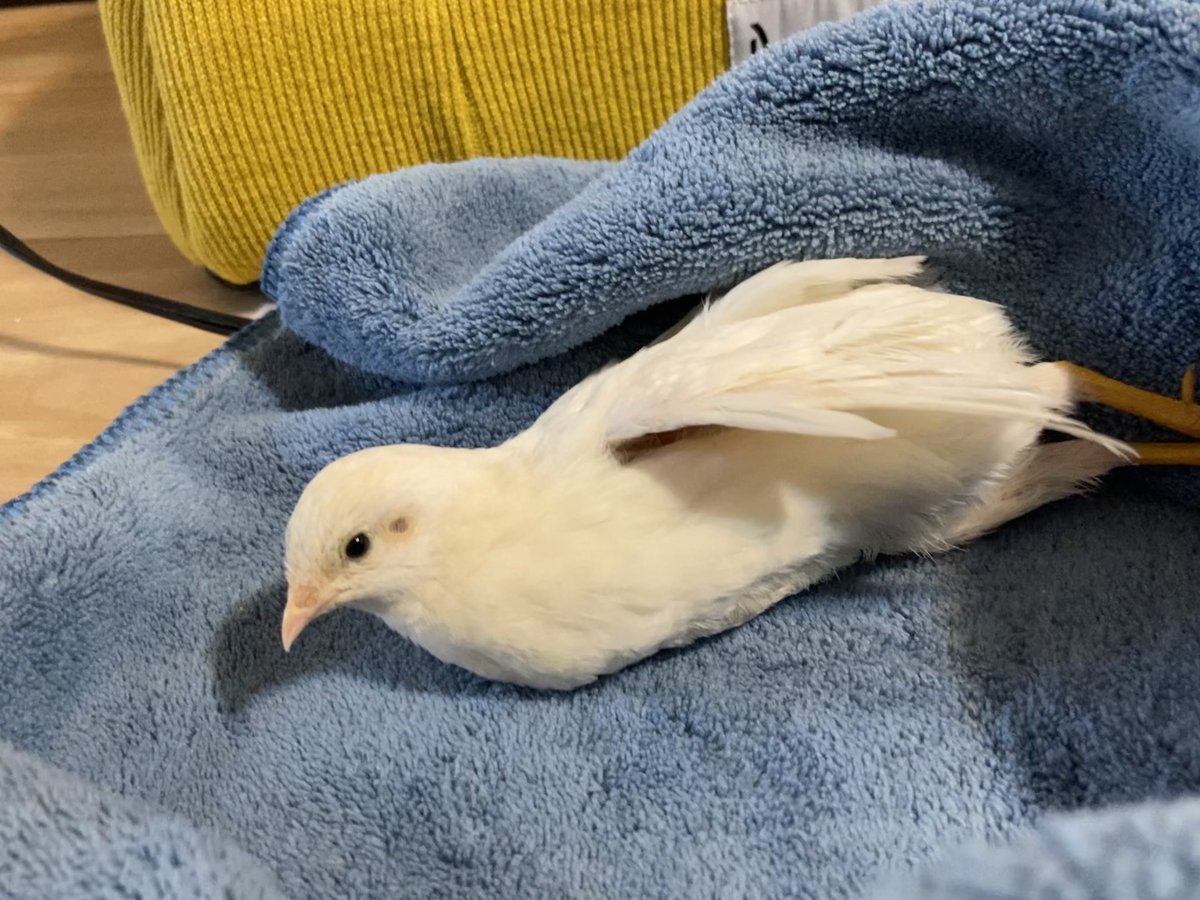 ポポチョロ🐦💨 (@1b4fc39ec9e04d3) / Posts / X