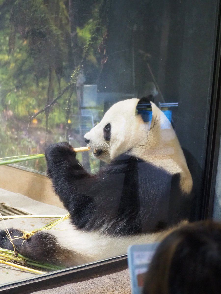 141Wing's tweet image. 大熊猫