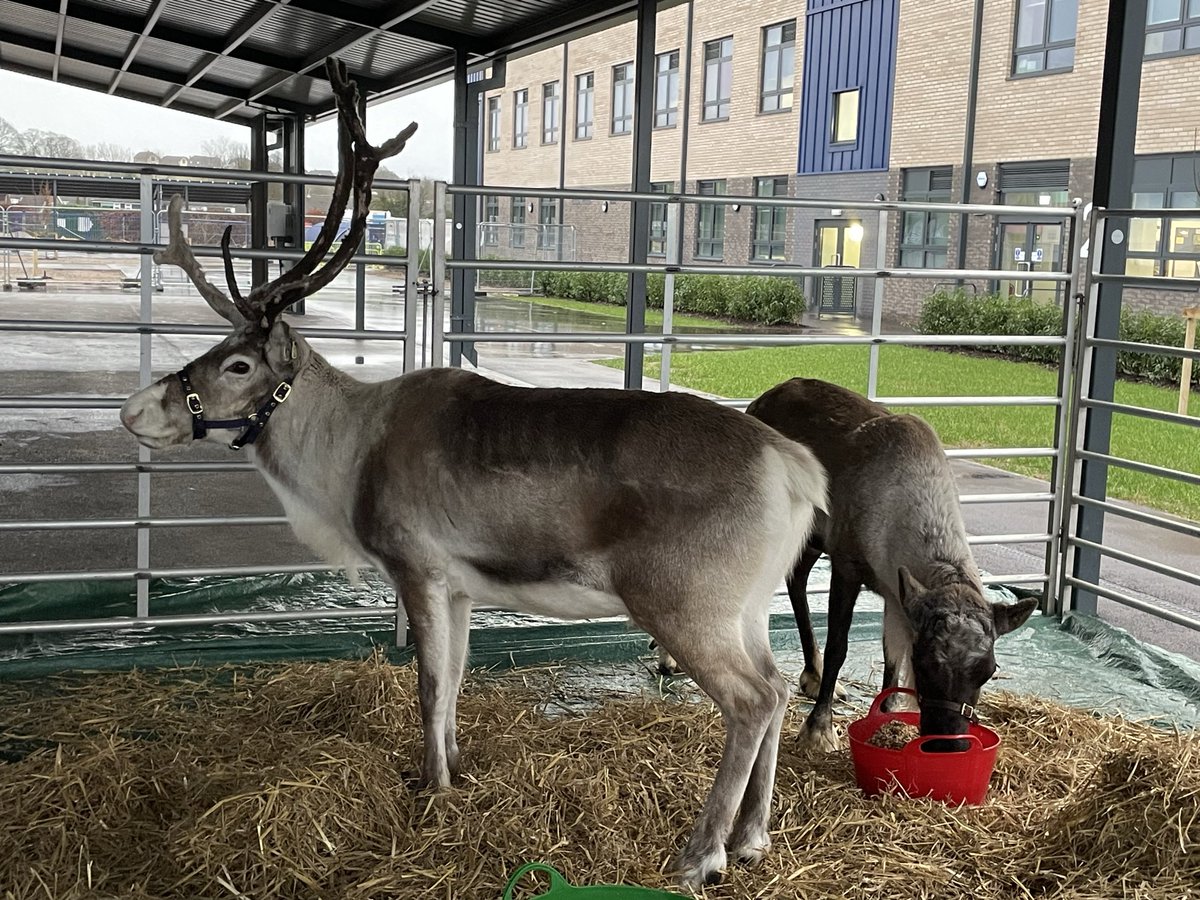 PATCarletonHigh's tweet photo. Santa’s reindeers have arrived at Carleton High School!  🦌🎉
Our Christmas Attendance Event is underway with students meeting our special festive guests. Well done to everyone who has achieved 97% attendance this term.
#AttendanceMatters #Reindeer #specialguests #ChristmasatCHS https://t.co/3O7sPgaGf1