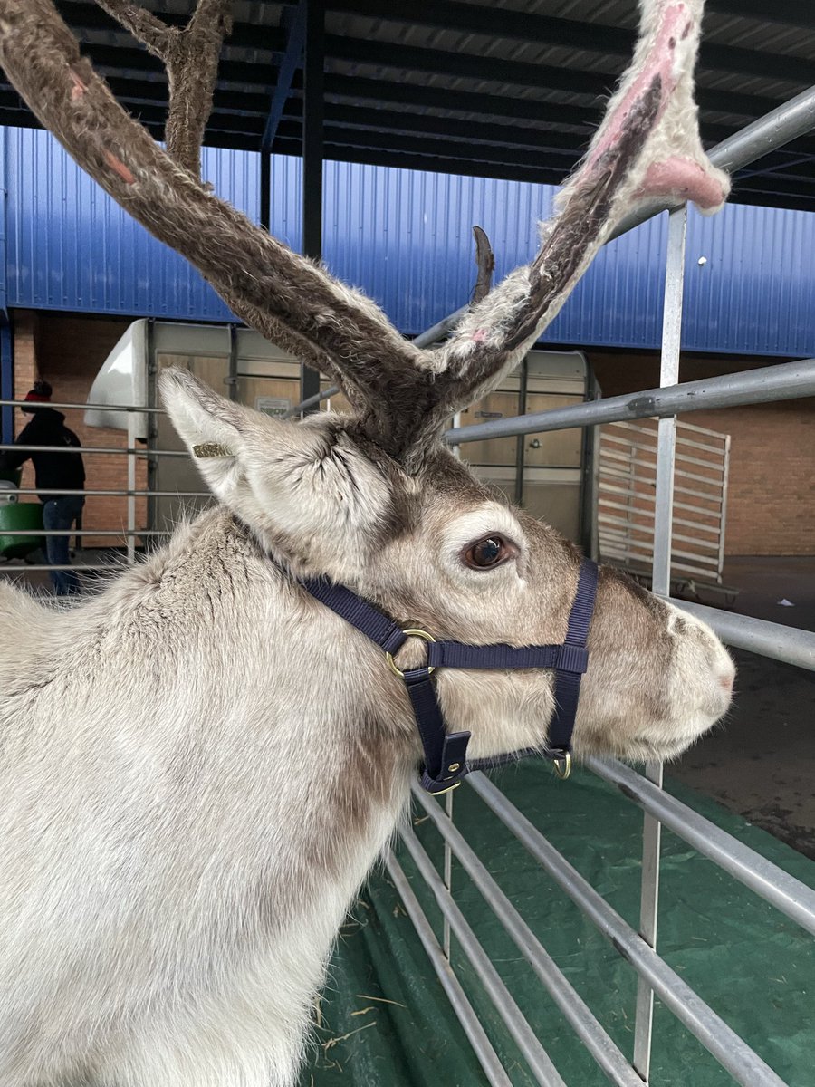 PATCarletonHigh's tweet photo. Santa’s reindeers have arrived at Carleton High School!  🦌🎉
Our Christmas Attendance Event is underway with students meeting our special festive guests. Well done to everyone who has achieved 97% attendance this term.
#AttendanceMatters #Reindeer #specialguests #ChristmasatCHS https://t.co/3O7sPgaGf1