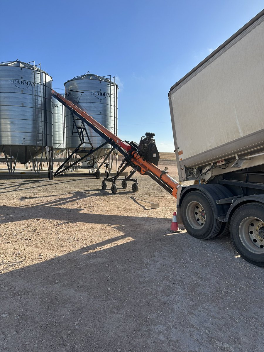 DaleBascomb's tweet image. MD300 Barley delivered for cleaning, total of 61.2t = 5.7t/ha yield. not too bad as it was only fed 120kg urea/ha