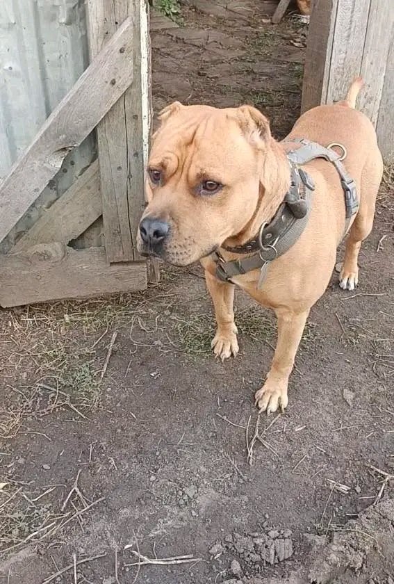 🇺🇦 Харків. 
Собаку вивіз військовий 3 роки тому зі Слов'янська.  Шерхан, вік близько 5 років. Дуже добрий, навіть з кішками дружить. Потрібен дім і турботлива родина.
☎️ 0507827302