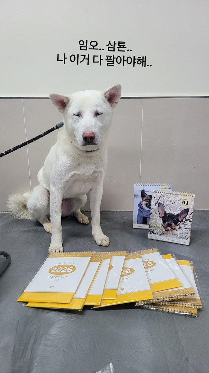 아직 달력이 많이 남았대요🥹 아직 26년 달력 구매안하신 분들 !!!! 수익 전액 유기견에 활용되는 LCKD 달력 어떠신가요 !!!!!!