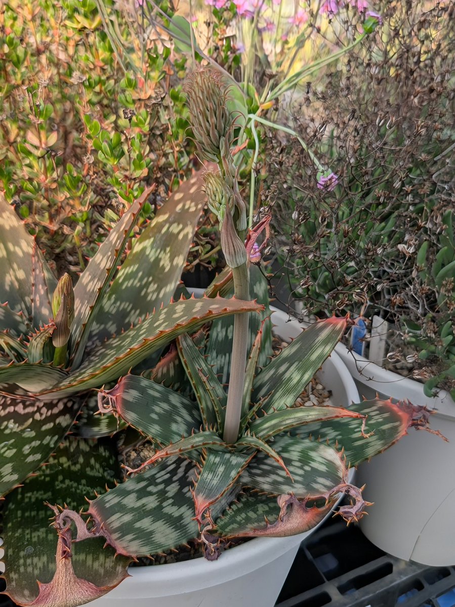Aloe davyana (Groblersdal, RSA) アロエ・ダビアナが花茎を伸ばして