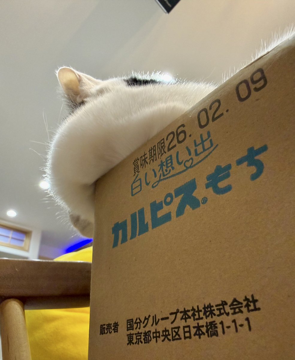 ネコの小判（感謝） ネコの小判（感謝） さくら on X