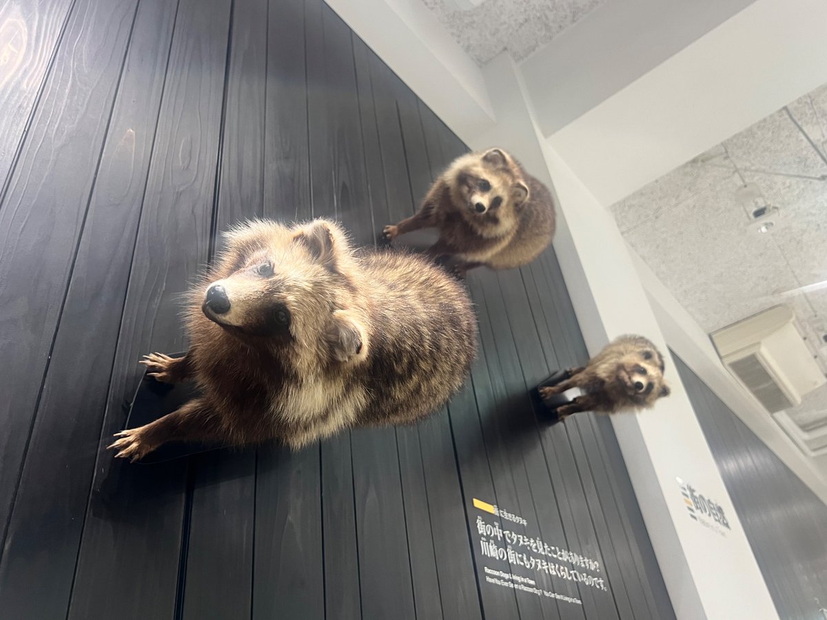川崎の科学博物館にいるたぬき(剥製)、とても可愛い