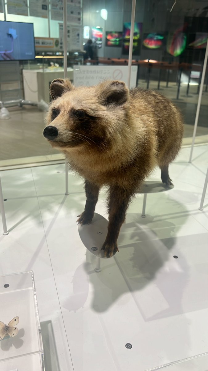 川崎の科学博物館にいるたぬき(剥製)、とても可愛い