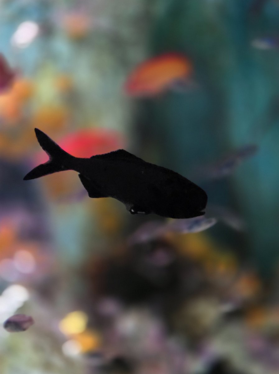 サンシャイン水族館で出会ったキュートな魚たちを紹介するぜ