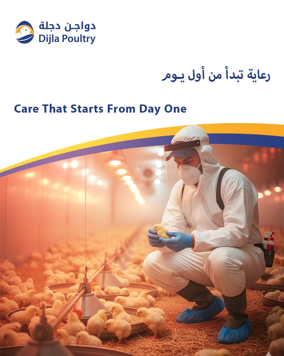 DijlaPoultry's tweet photo. رعايتنا لثمار نجاحكم تبدأ من أول يوم لضمان نمو صحي وإنتاج أقوى.

 Our care starts from day one to ensure healthier growth and stronger production.

 #دجلة #دواجن #مزارع #كتاكيت #رعاية  #Dijla #Poultry #Farming #Chicks #Care https://t.co/rKVWsqU23I