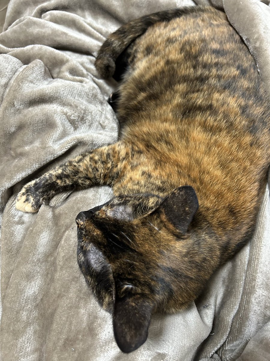 コレ
足ぎゅっとねんねされると
トイレも我慢してしまう
愛おしい❤️❤️

#おうちねこ 
#さびねこ 
#猫好きさんと繋がりたい