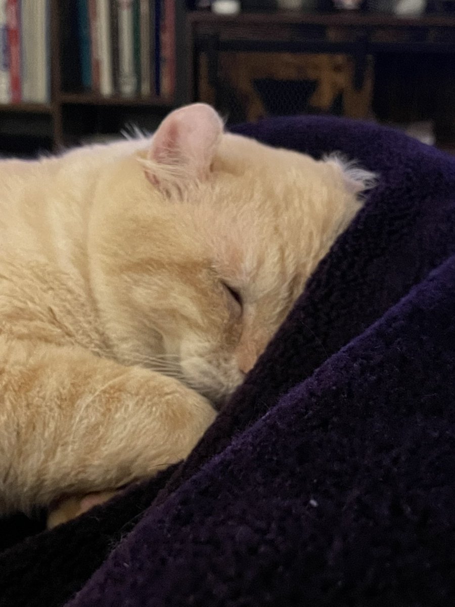cleopatrapug's tweet photo. Got a new cat.  Named him Colbert. https://t.co/xFBc5Sgcpa