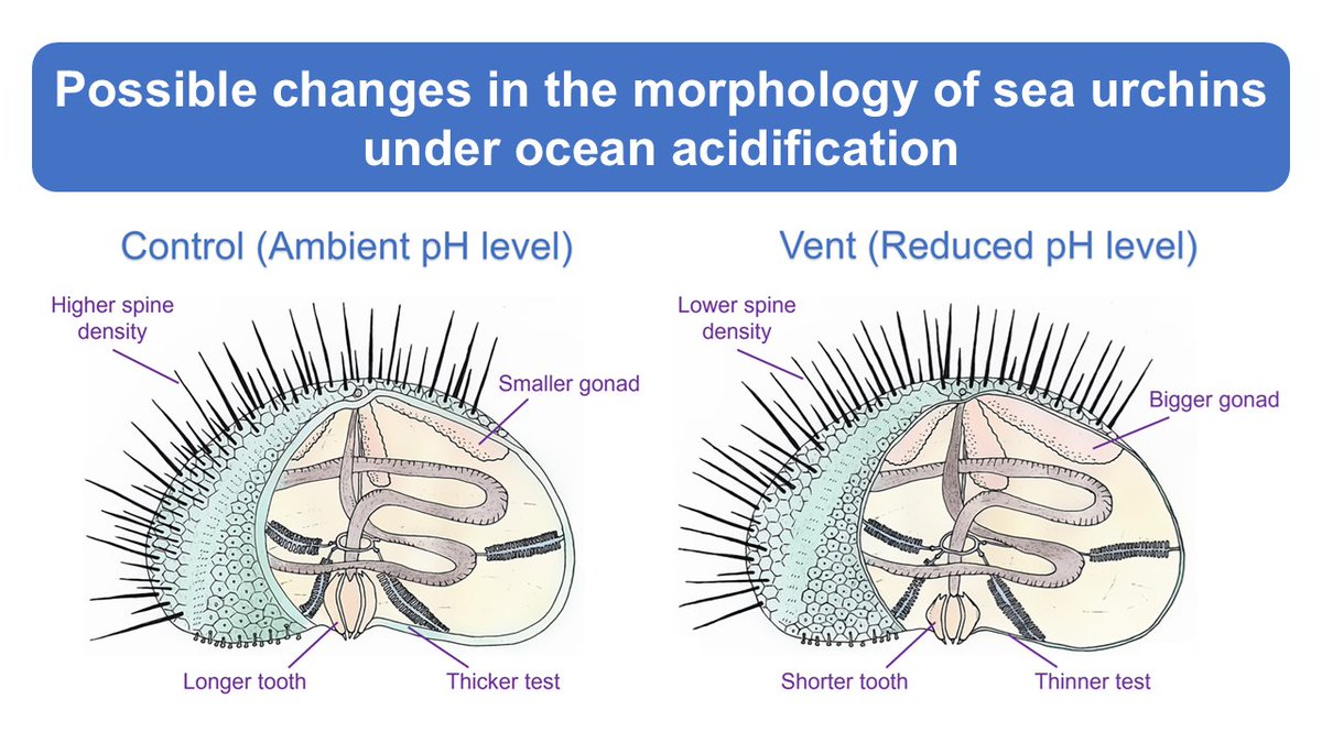 jleung0919's tweet photo. Why do some marine #animals shrink in acidified oceans?🤔We found that reducing the size of calcified structures can help sea #urchins adapt to #ocean #acidification.💡
Read the paper: https://t.co/5wODzaSgDL (Open access🔓)
@Sean4Sea @ErinPichler @RSocPublishing https://t.co/OuZYaRWVKJ