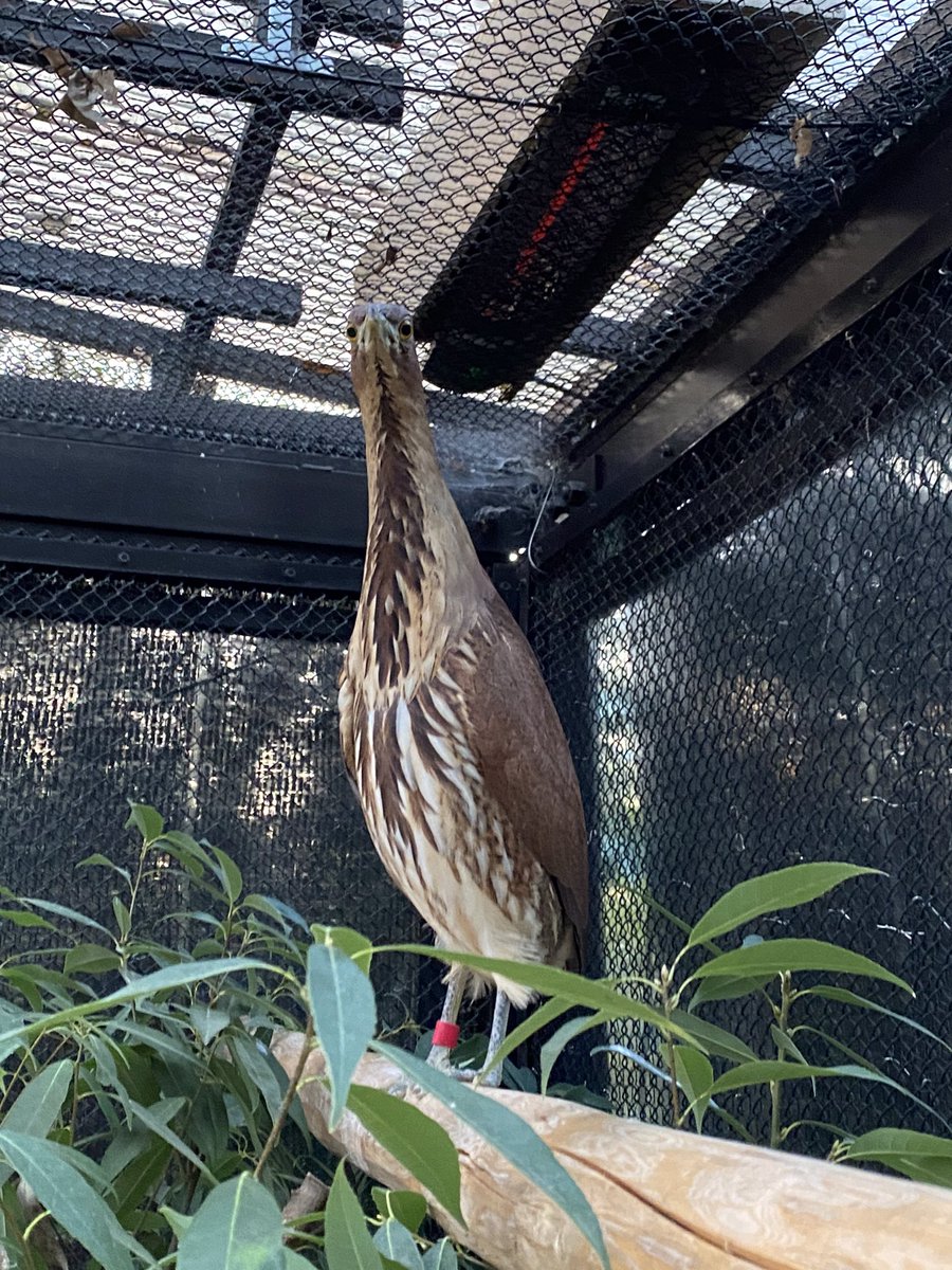 kyotoshidoubut1's tweet photo. ミゾゴイたちの愛称が決定いたしました!
詳細は以下のリンクよりご覧ください。
#京都市動物園 #ミゾゴイ #アサアケ #スオウ #kyotocityzoo #japanesenightheron #asaake #suou
https://t.co/RGxylJLYrQ https://t.co/TJXqTVIEiC