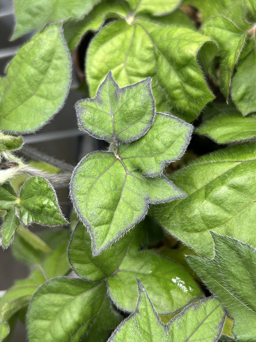 これは変化朝顔の新しい芸になり得るかも。
葉形も相まって変わり葉ゼラニウムな感じ。