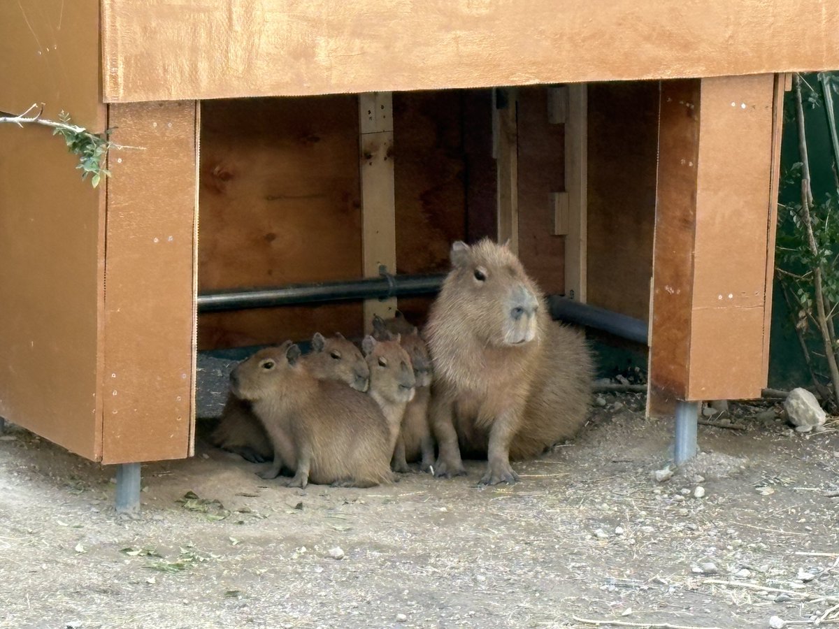 カピバラページ ちょっと竹水へ🐠 スクスク成長中🌱 #カピバラ #竹島水族館