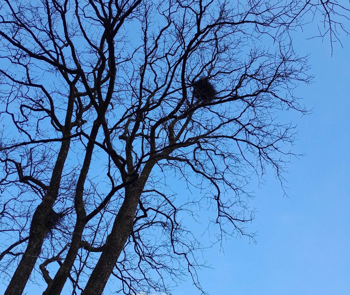 I have a little more respect for a crow after seeing its nest. The old one remained a legend. Disposable, but a good structure. Next spring, crows build it again.