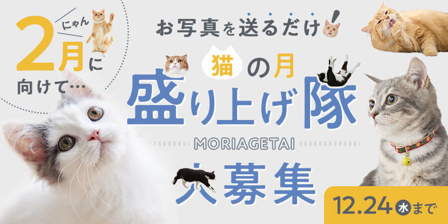 にゃん ページ 📢2月（にゃんのつき）に向けて… 📢盛り上げてくれるにゃんこ集まれ