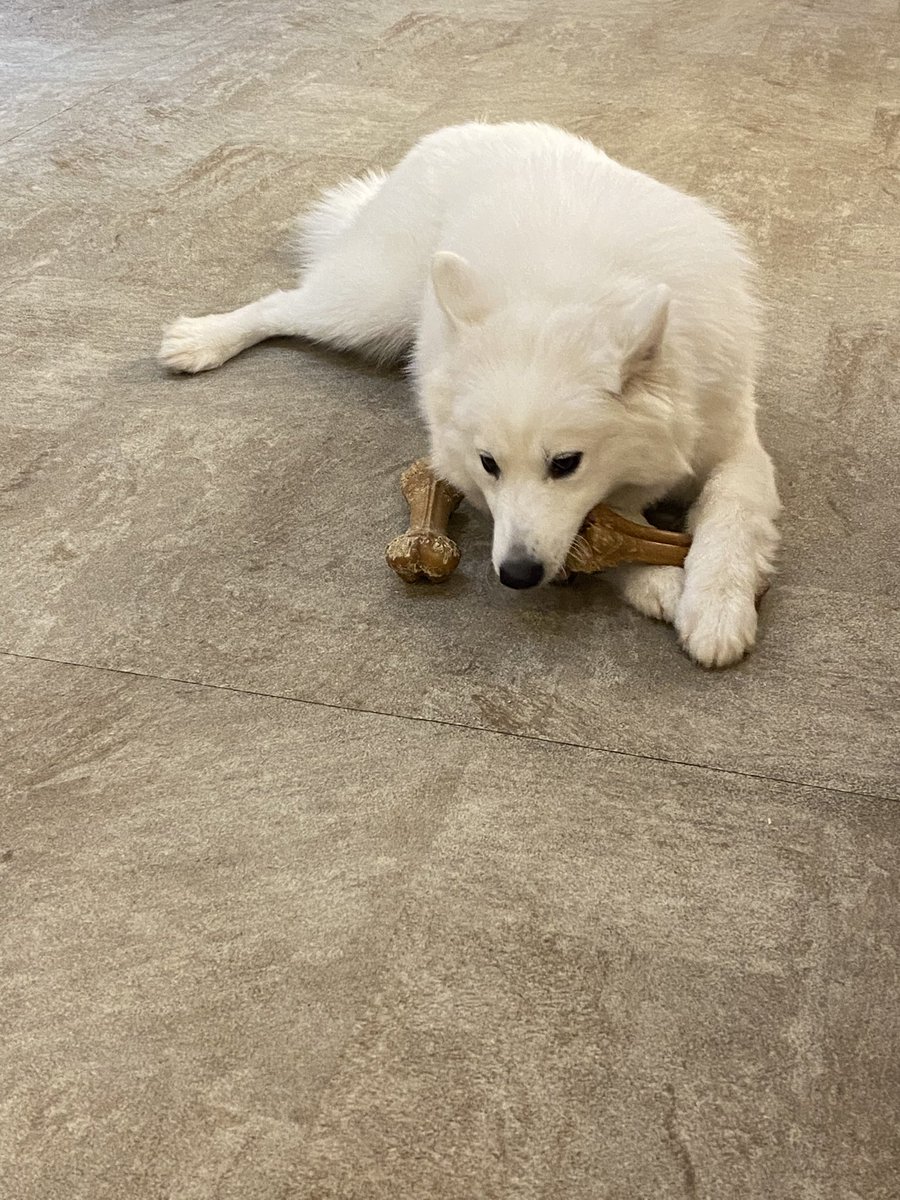 HARu12ms's tweet photo. サモエドモフってきた！
頭の方の毛がめっちゃ気持ちよかった！！ https://t.co/xqLYh8B4qY
