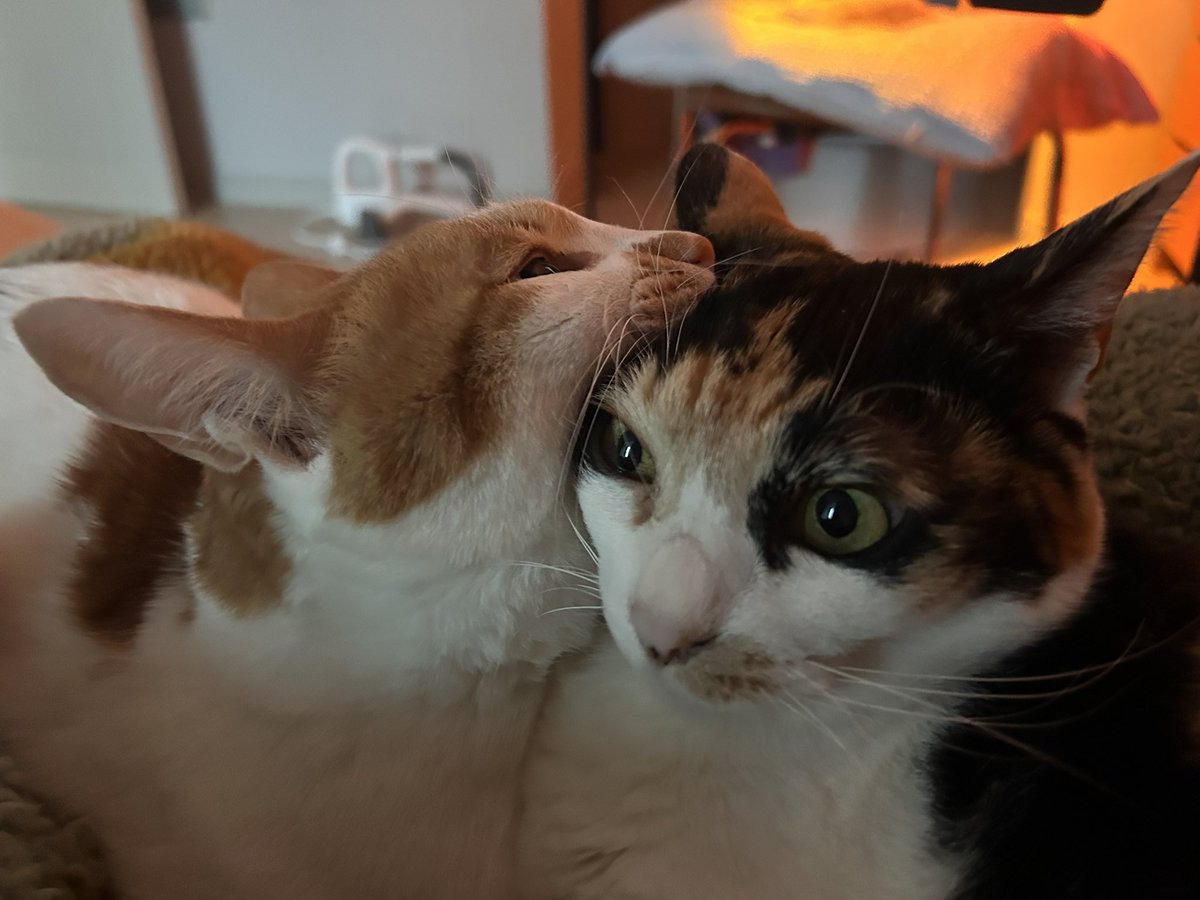 ｷｭｰ•ｼｵｼﾞちょっと忙し (@9402_13w) / Posts / X