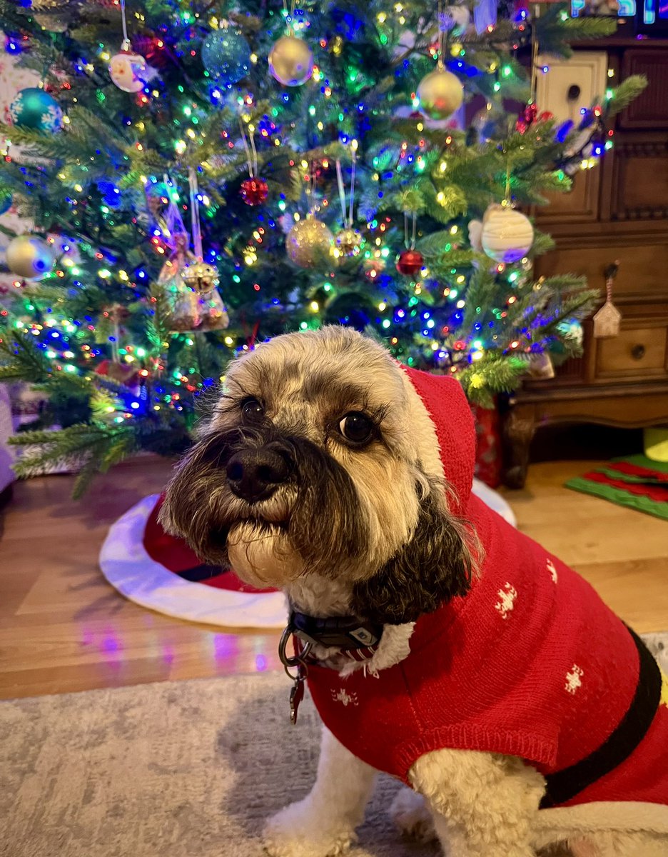 Chums! Baby Dog here. I’ve been to Natalie to have a Christmas Groom. Mum thought it would be a good time to put on my Christmas Jumper. How do I look? Malcy’s Christmas photo got thousands of likes. I wonder if I can get as many? I’m doing my Best Christmas Pose! 🐾