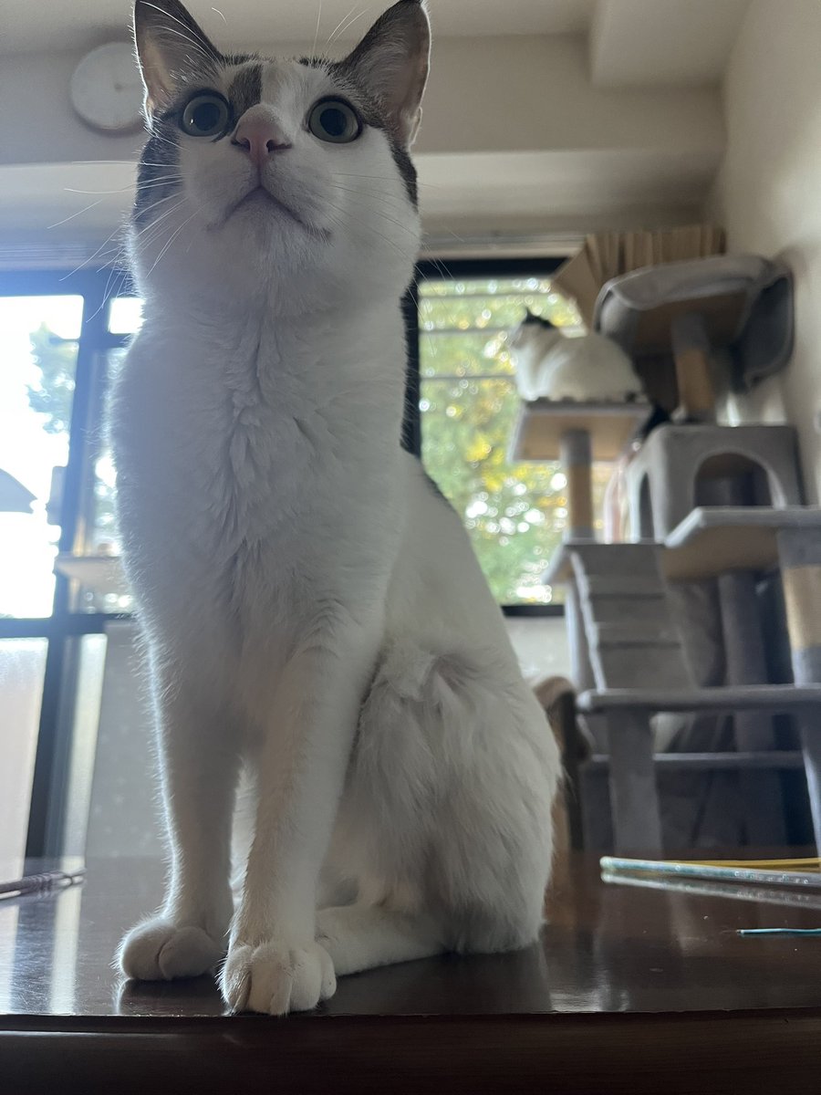 なにもない玄関の方ずーっと見てる😰 #猫好きさんと繋がりたい𓏲𓎨