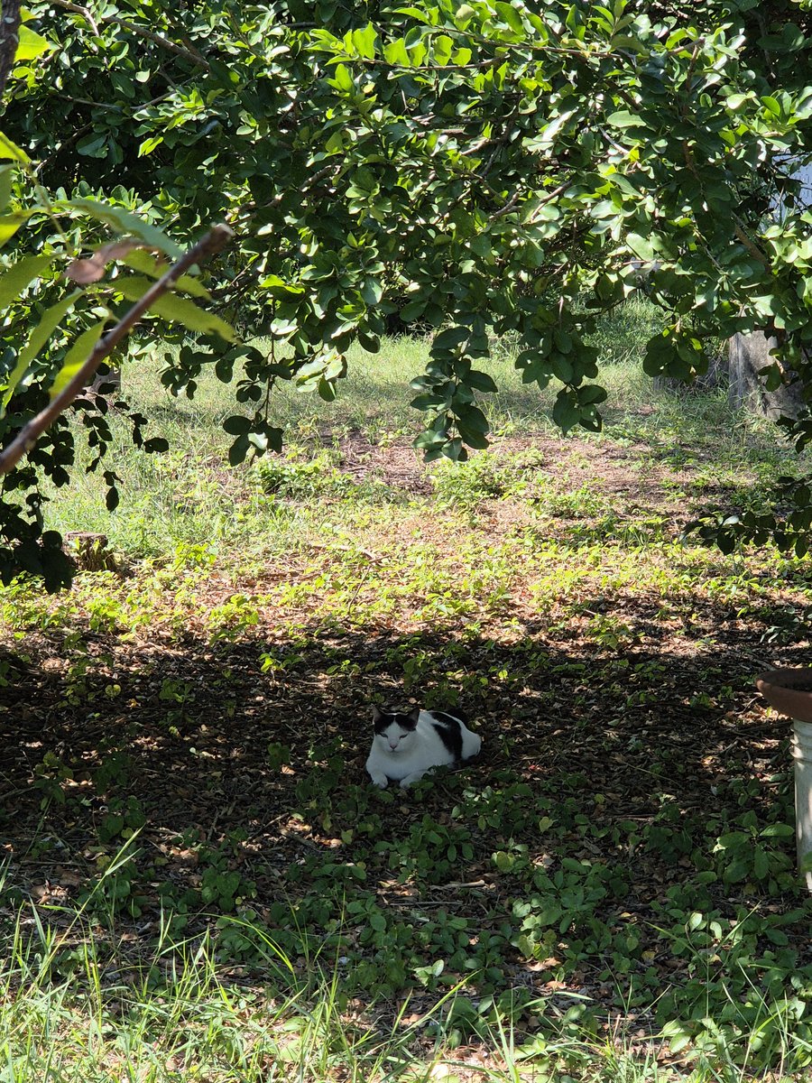 แมวขนมถ้วยมาเฝ้าตอนรดน้ำในสวน