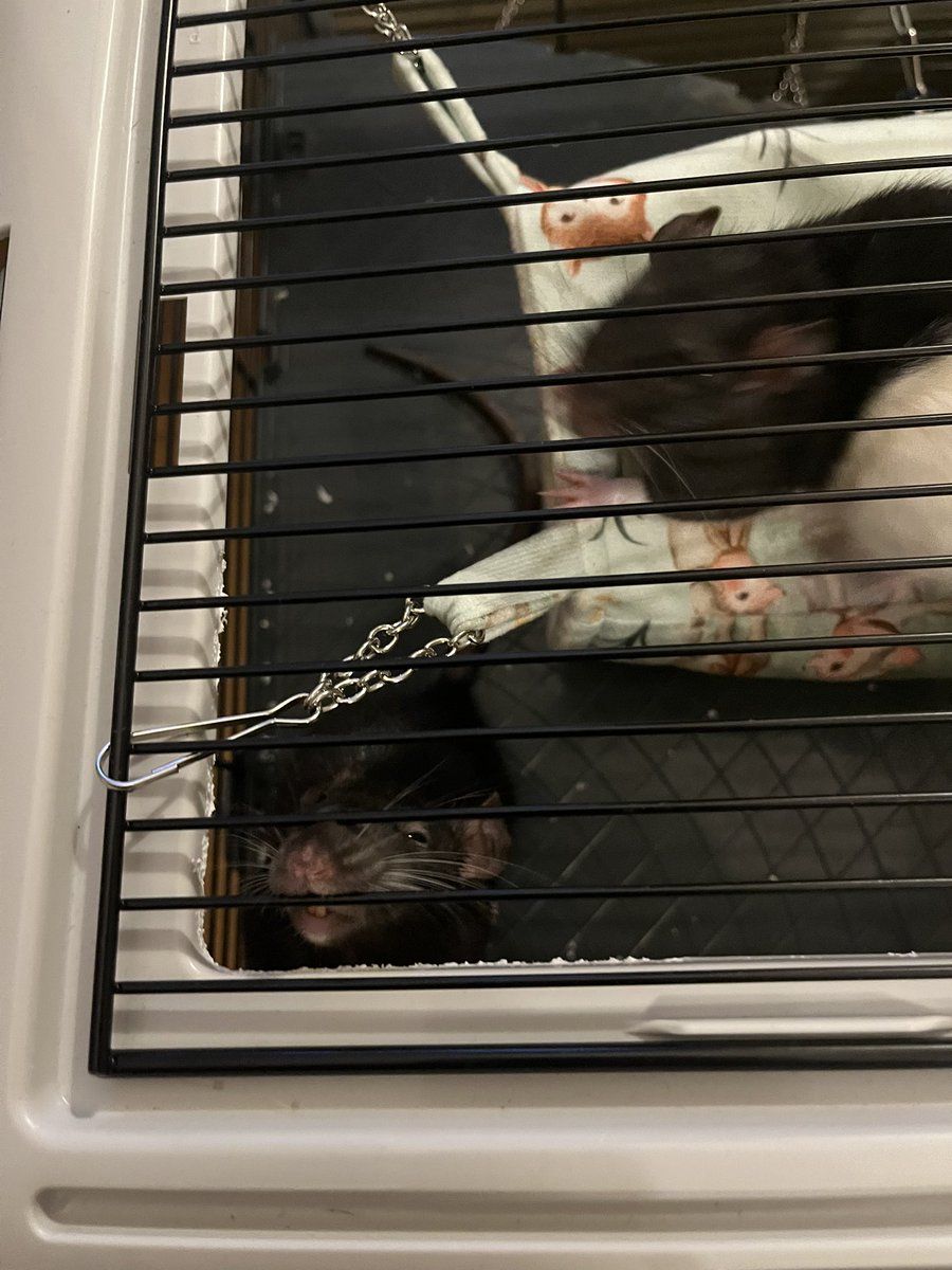 Крысовы грызут клетку, поймать в фокусе невозможно… для грыжения есть палочки и грецкие орехи, но хотят грызть клетку 🤷🏼‍♀️