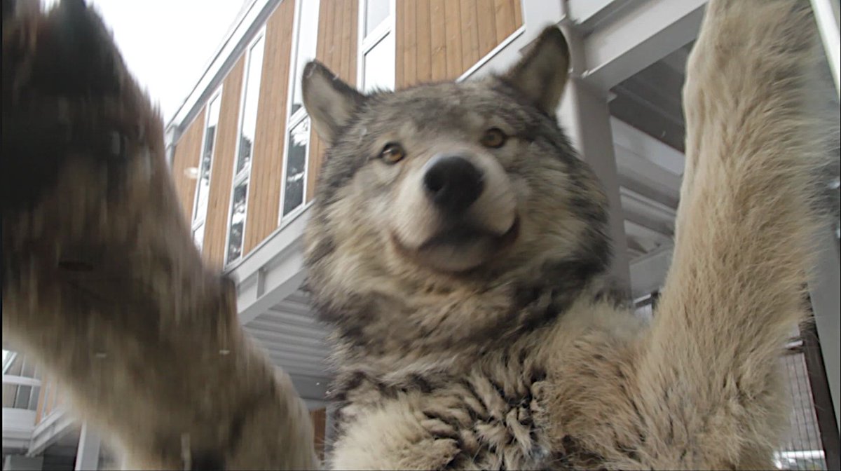 ショウは２つ願いを叶えてくれた。
到津の血を残してくれた。
円山で再びオオカミが見られるようになった。
ビビりで神経質なところもあったけど。
ちゃんと父ちゃん出来るようになったもんね。