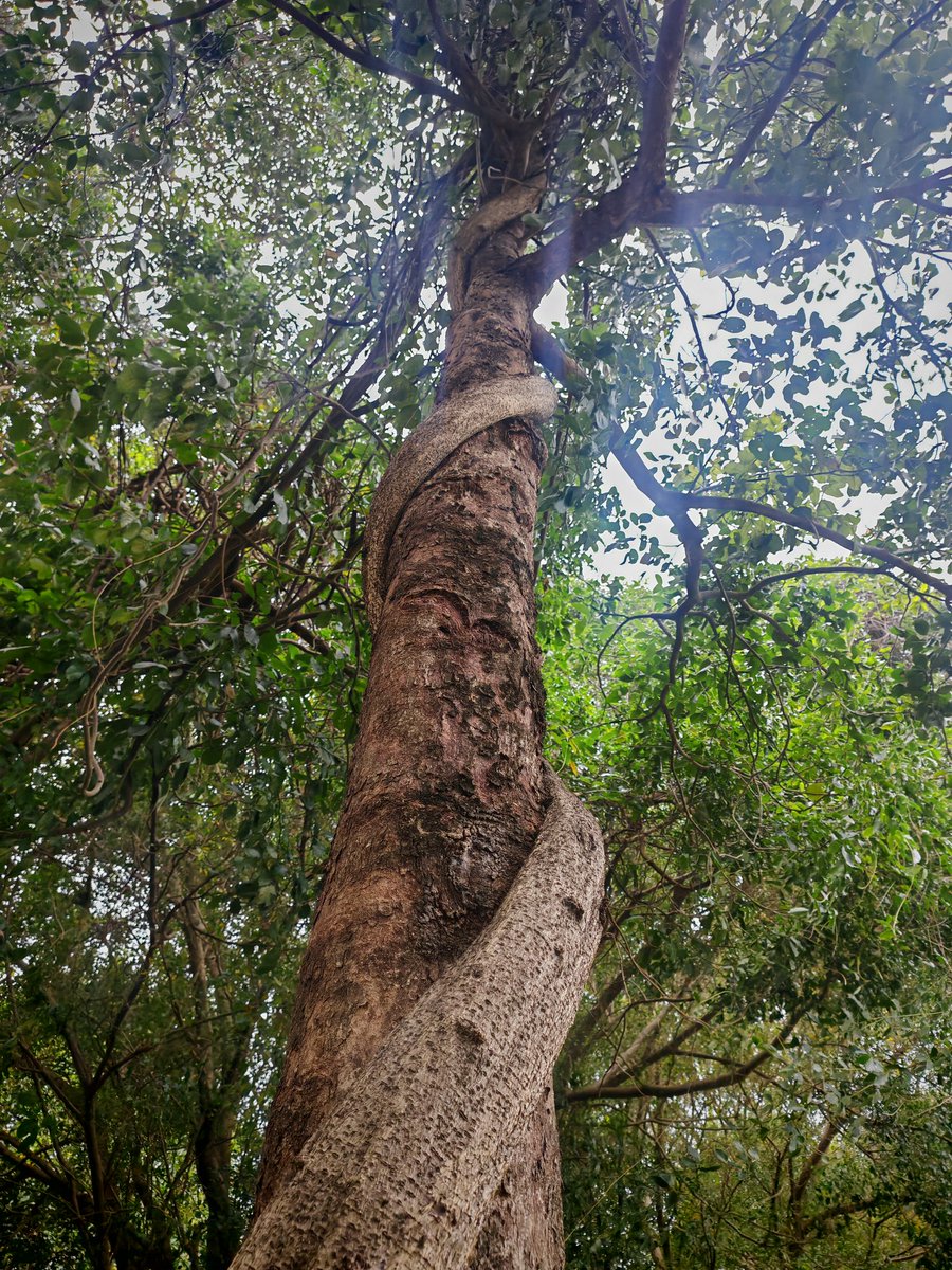 巡游的星光 tweet media